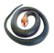 Wild Republic Rubber Snake Red Belly Black