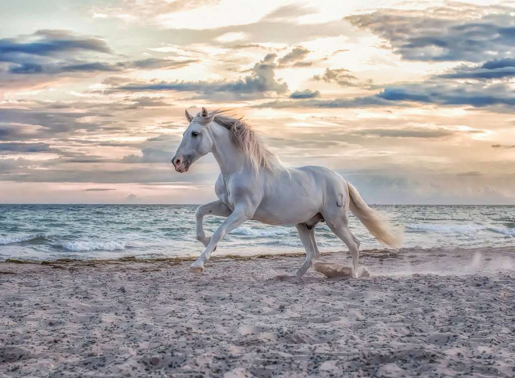 Ravensburger Evening Gallop 500 Piece