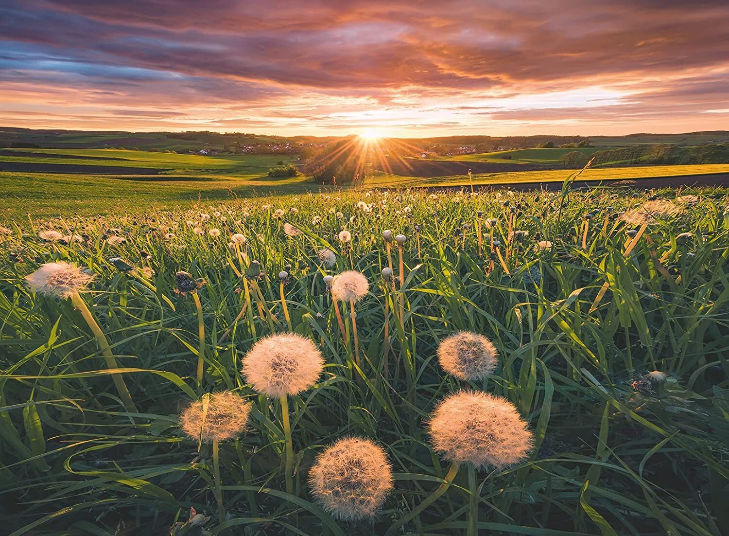 Ravensburger Dandelions At Sunset 500 Piece - Toyworld Australia