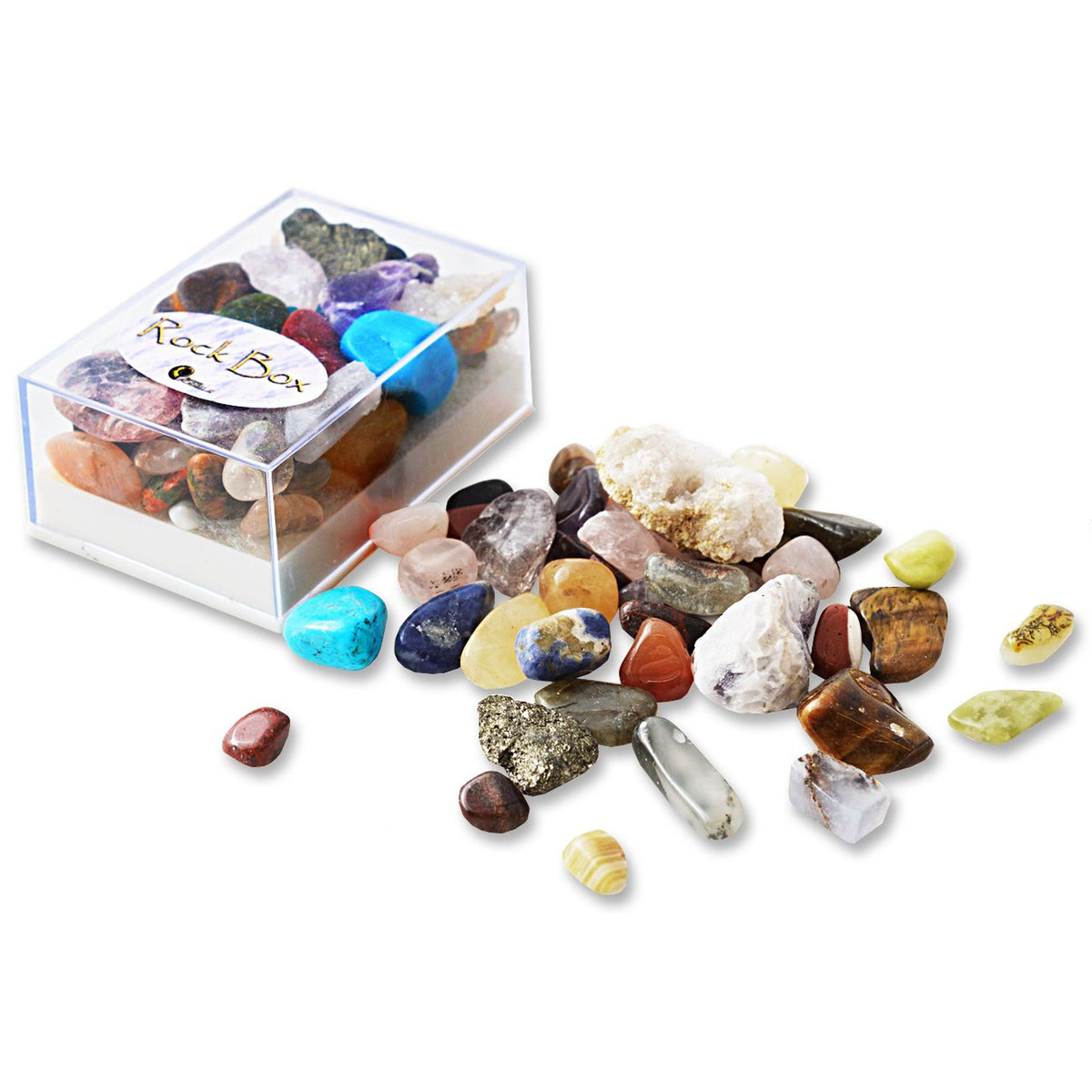 British Fossils Rock Box Assorted Style