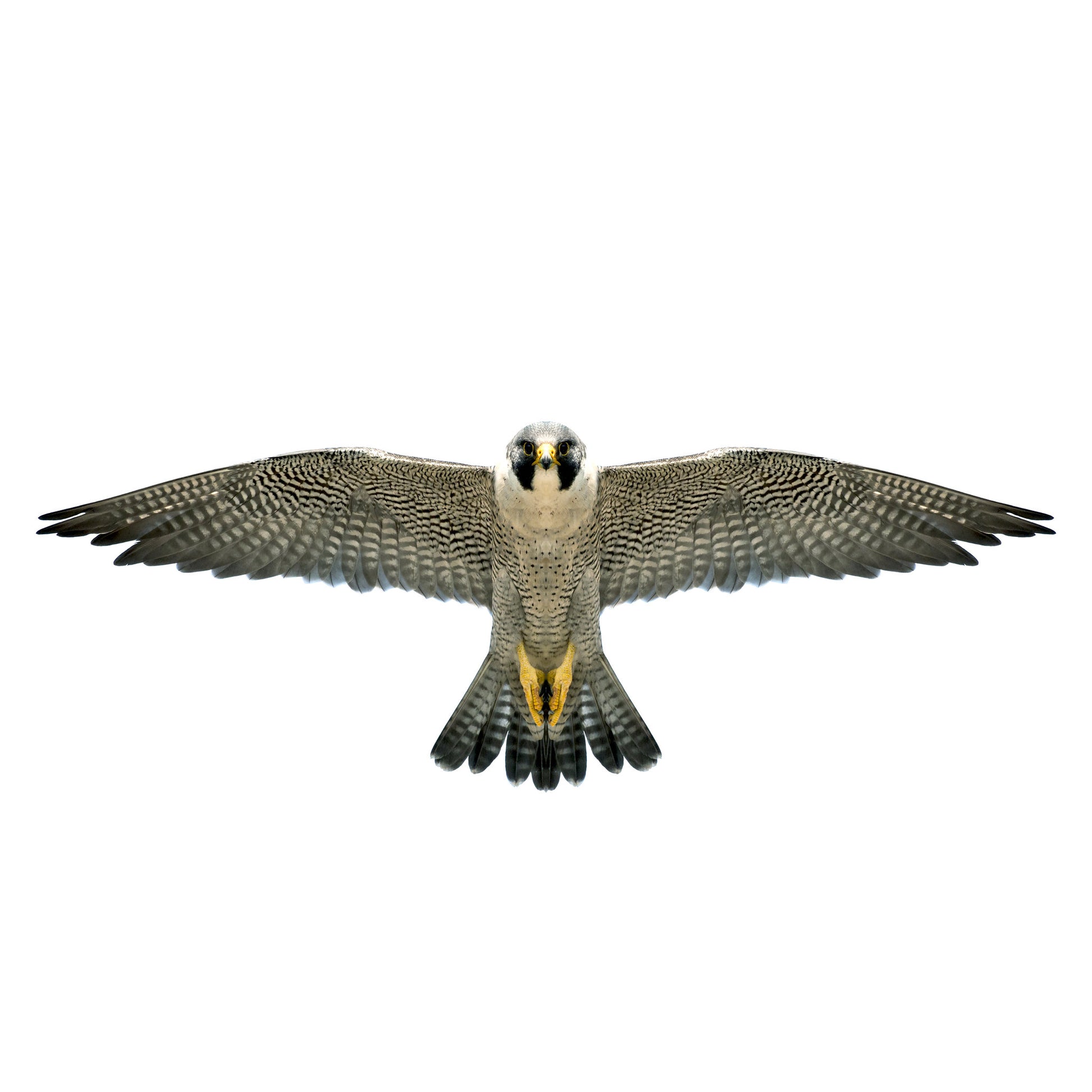 Brookite Peregrin Falcon - Toyworld Australia