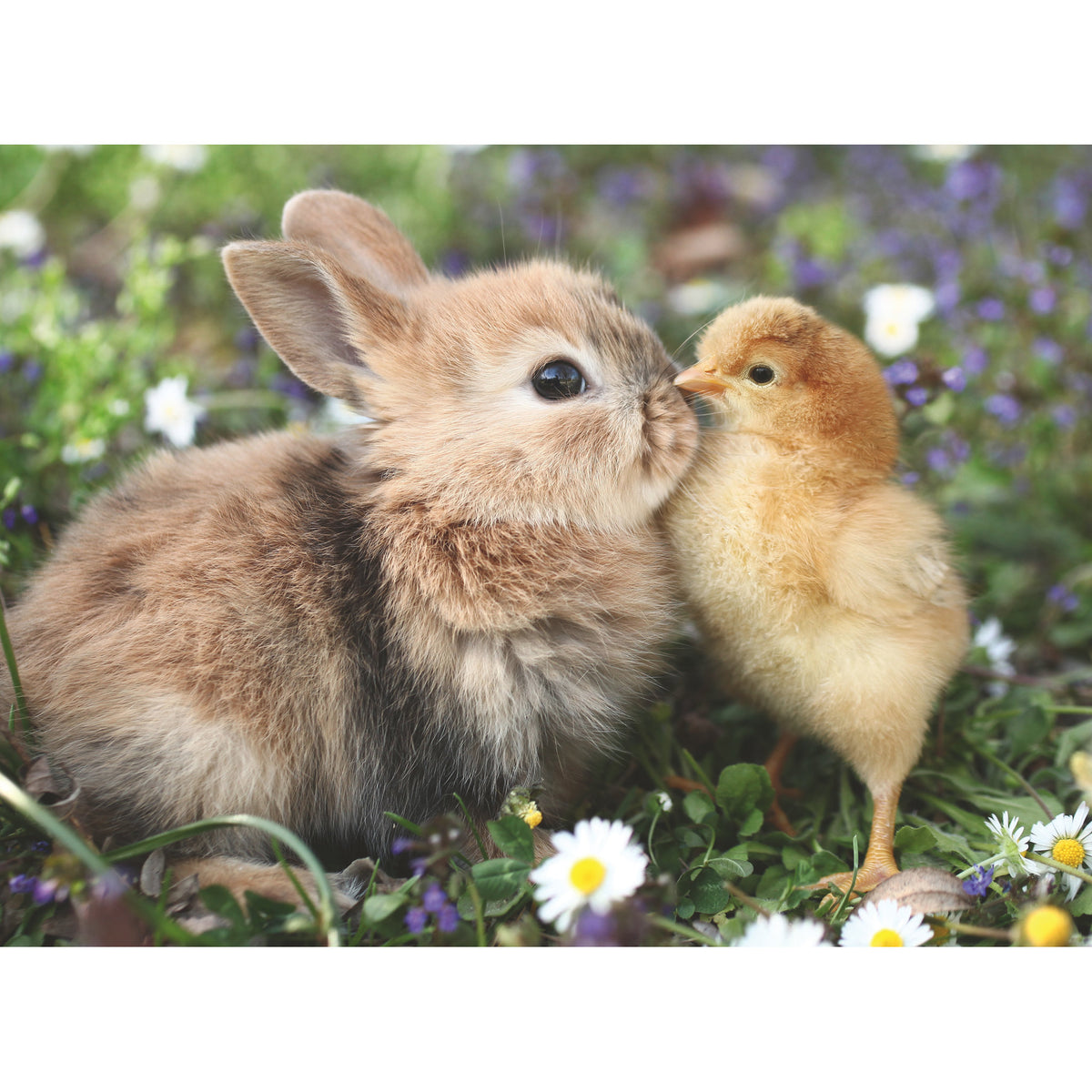 Ravensburger Puzzle Rabbit and Chick 500 Piece