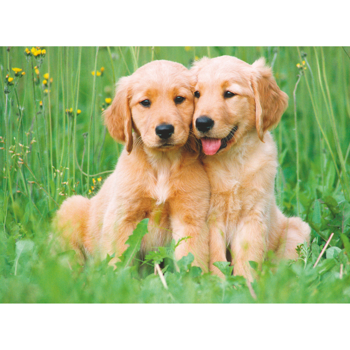 Ravensburger Puzzle The Golden Retriever Brothers 500 Piece