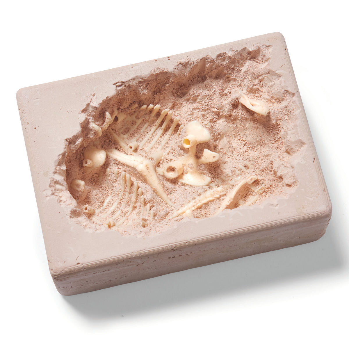 Brainstorm Toys - T-Rex Excavation Kit