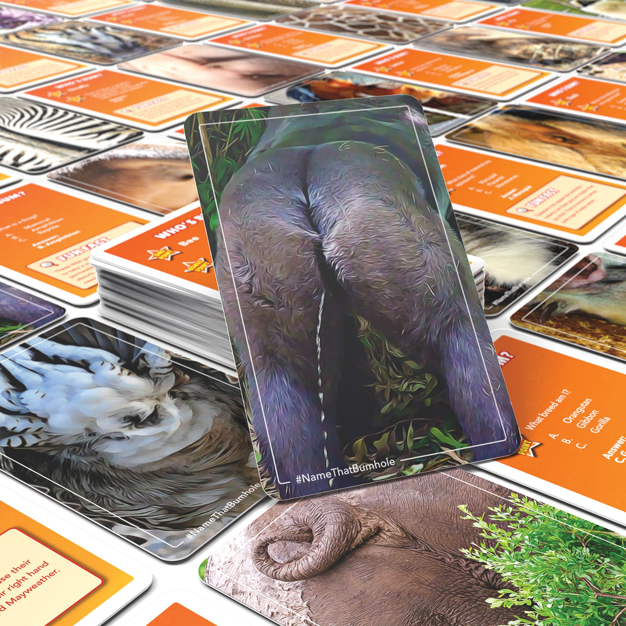 Name That Bumhole Trivia Card Game