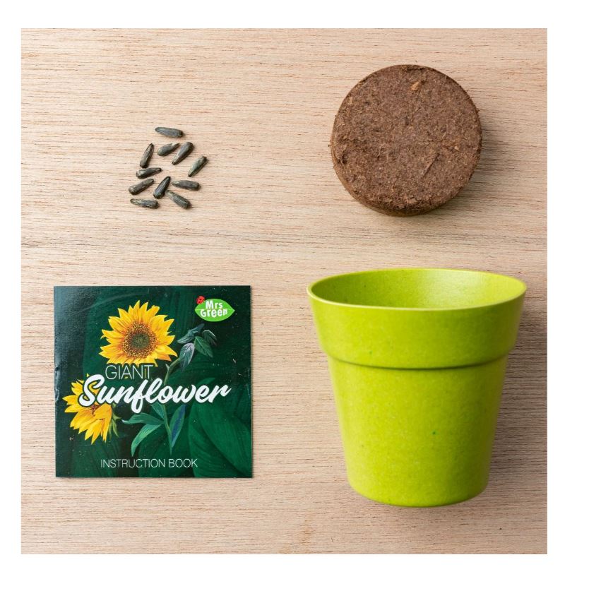 Mrs Green Giant Sunflower
