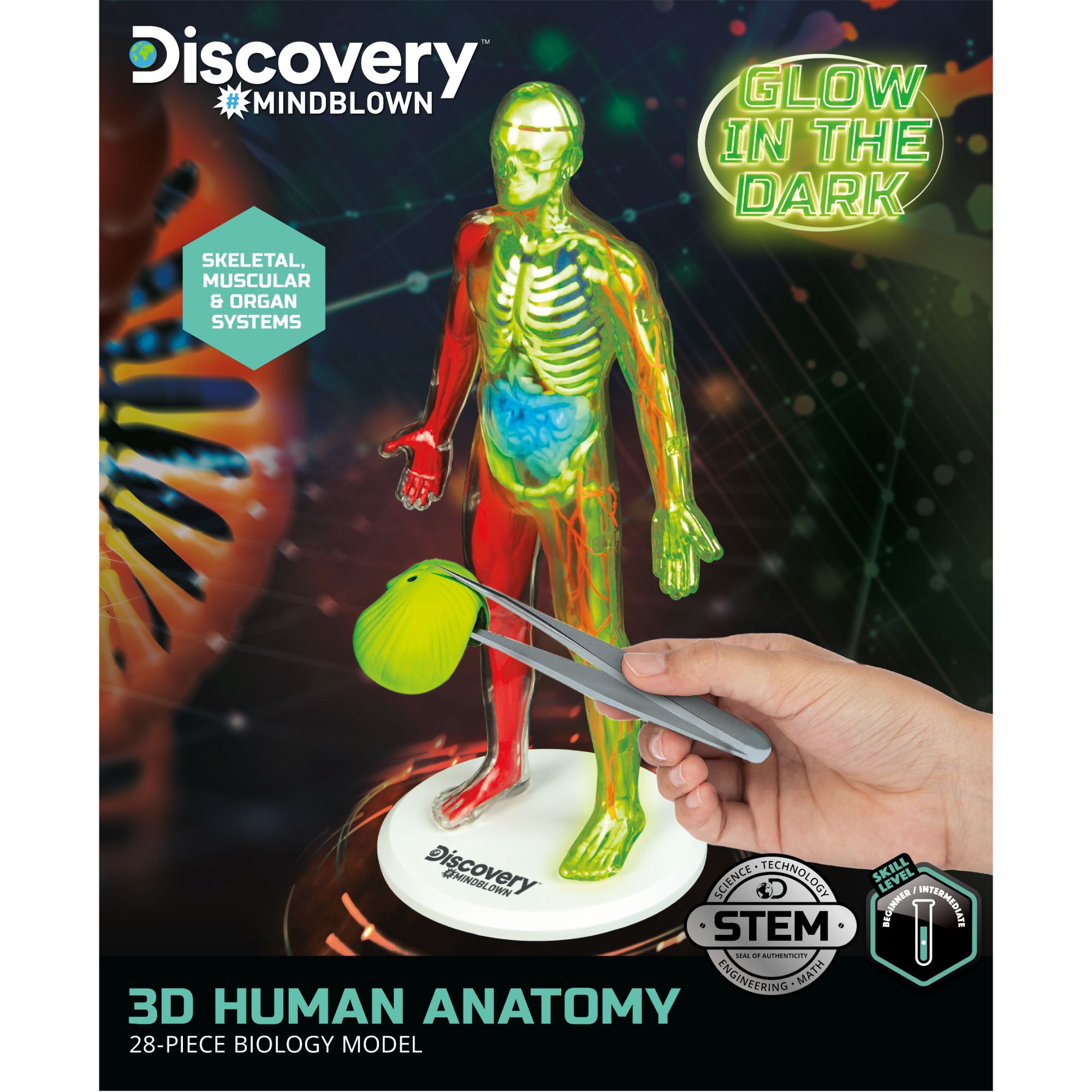 Discovery Mindblown 3D Human AnaTOMY Kit