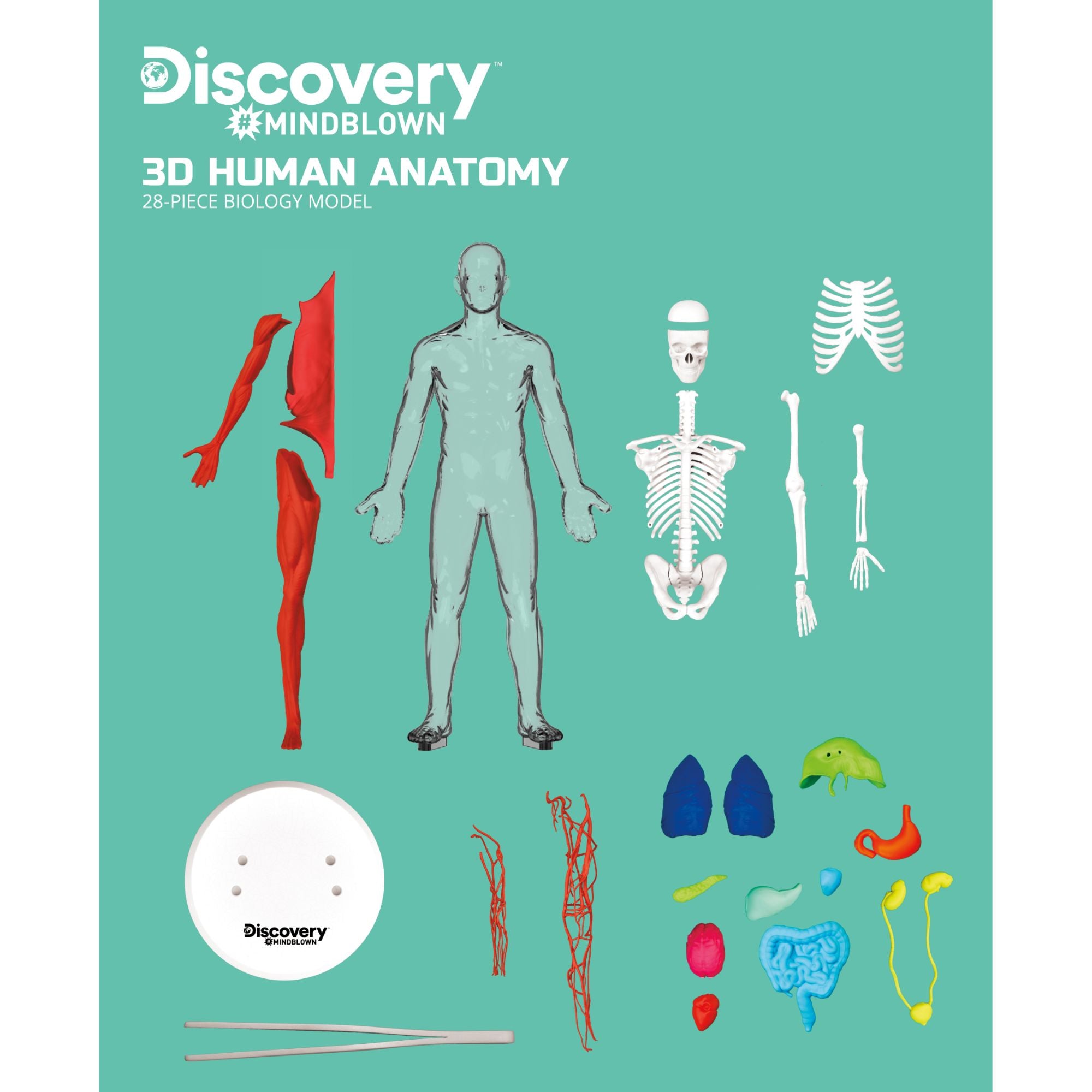 Discovery Mindblown 3D Human AnaTOMY Kit
