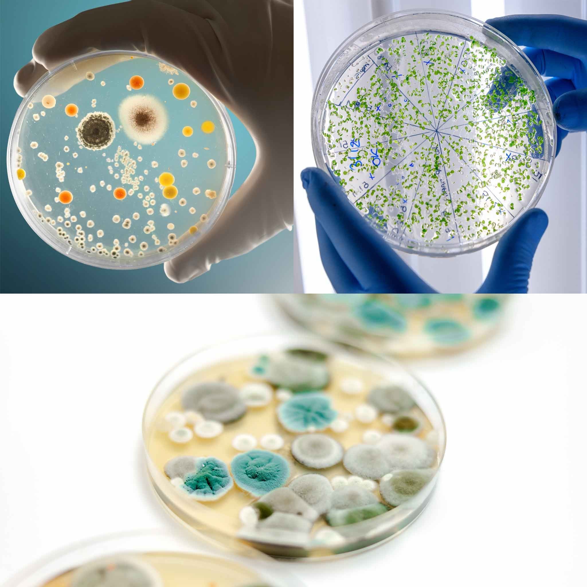 Heebie Jeebies Revolting Science