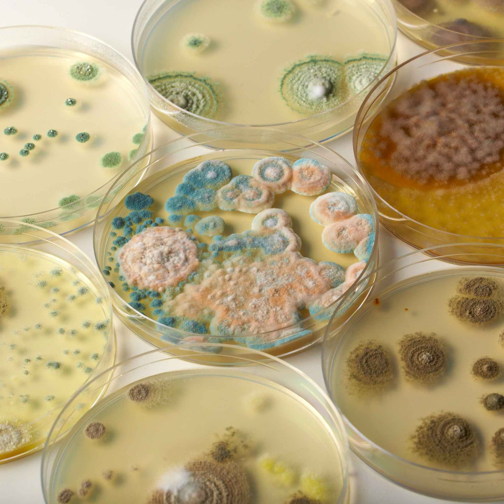 Heebie Jeebies Revolting Science