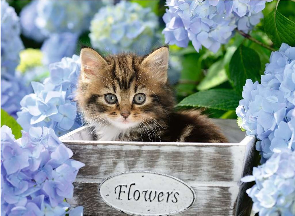 Ravensburger Tortoiseshell Kitty 300 Piece