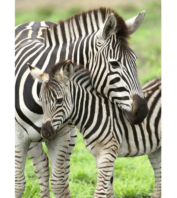 Ravensburger Zebra Love 300 Piece