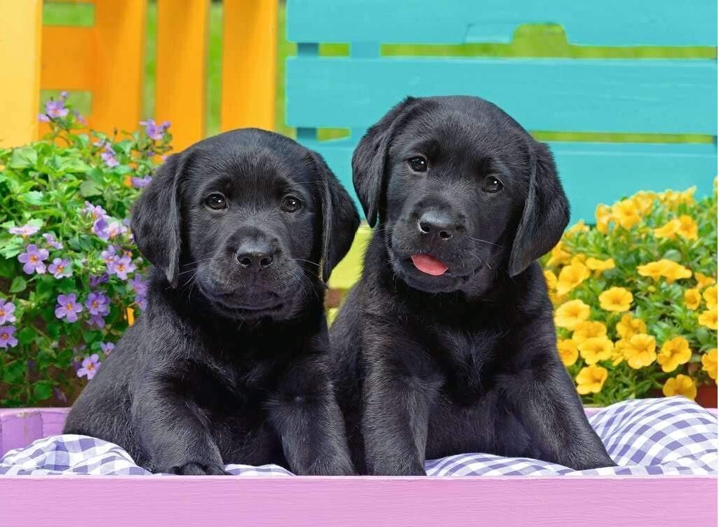 Ravensburger Puppy Life 300 Piece - Toyworld Australia