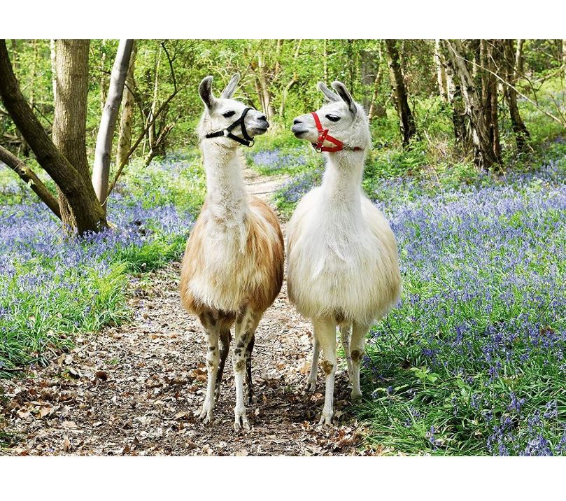 Ravensburger Llama Love 100 Piece