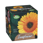Mrs Green Giant Sunflower