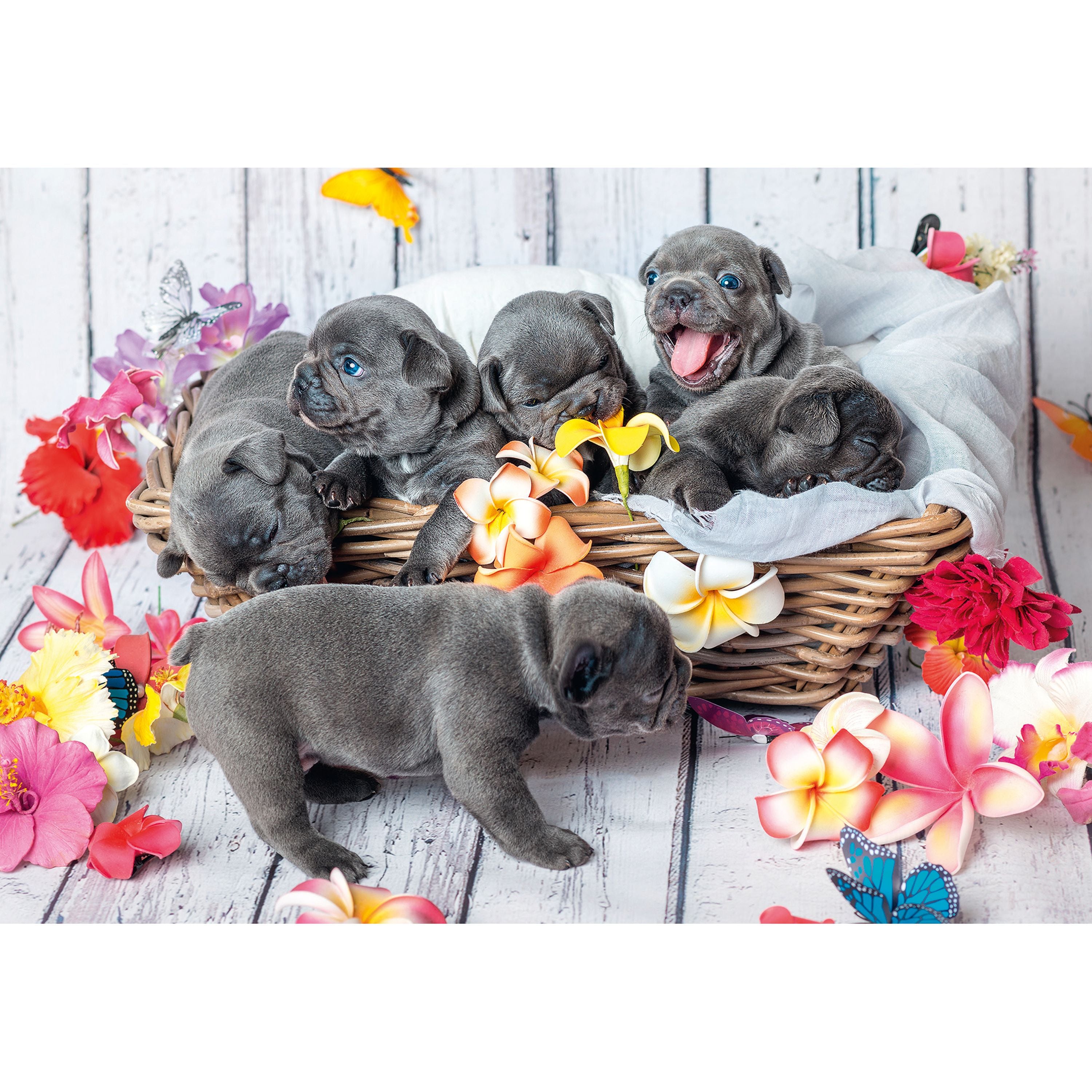 Ravensburger Cute Little Furballs 2x12 Piece