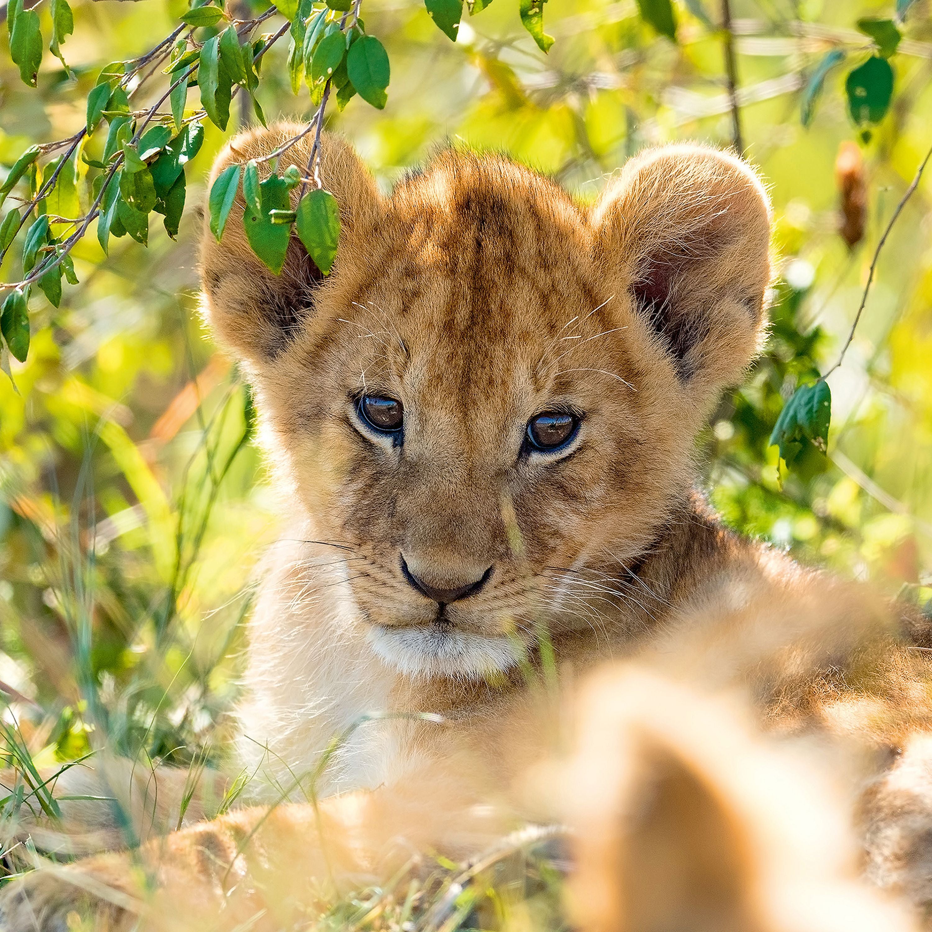 Ravensburger Panda Lion And Tiger 3x49 Piece
