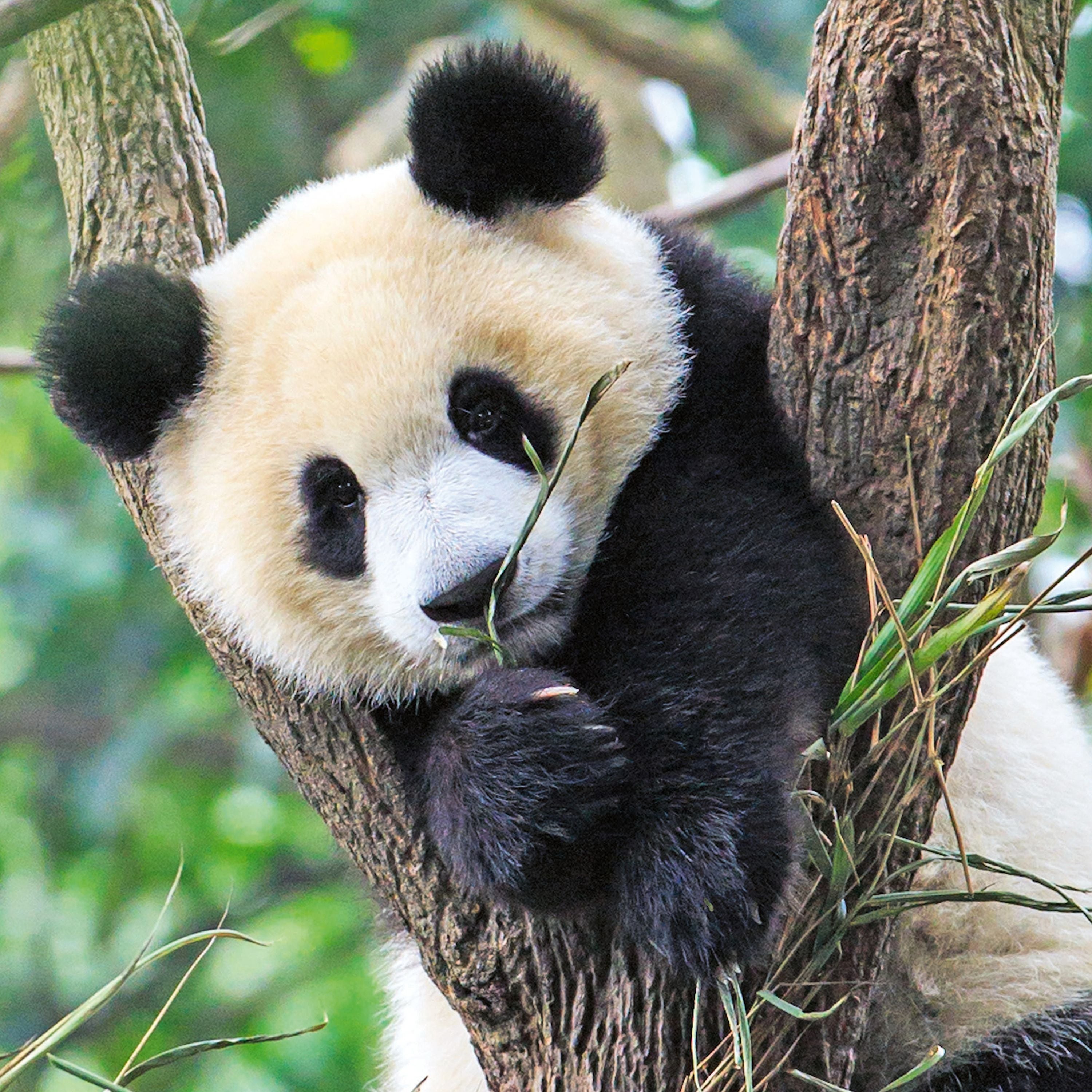 Ravensburger Panda Lion And Tiger 3x49 Piece