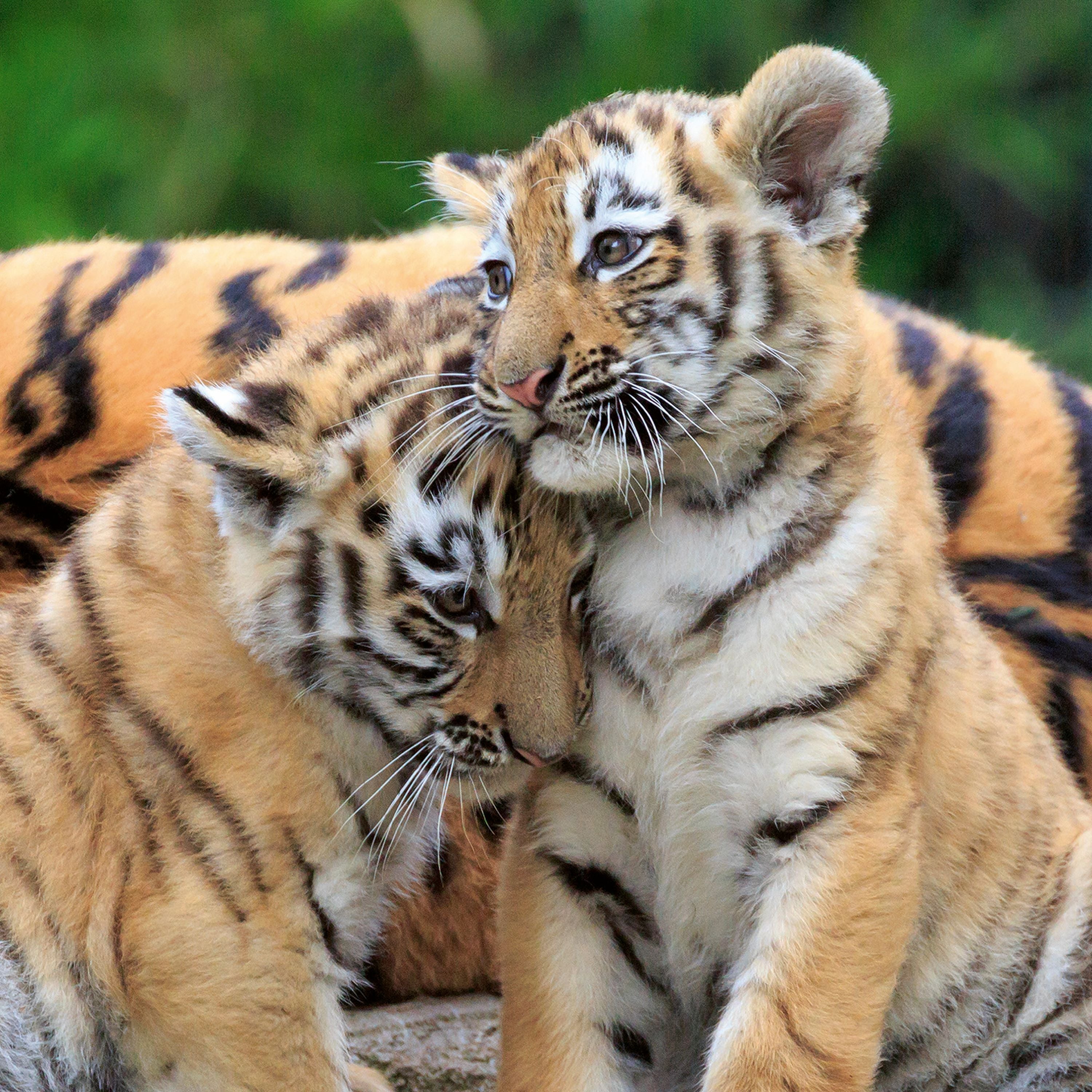 Ravensburger Panda Lion And Tiger 3x49 Piece