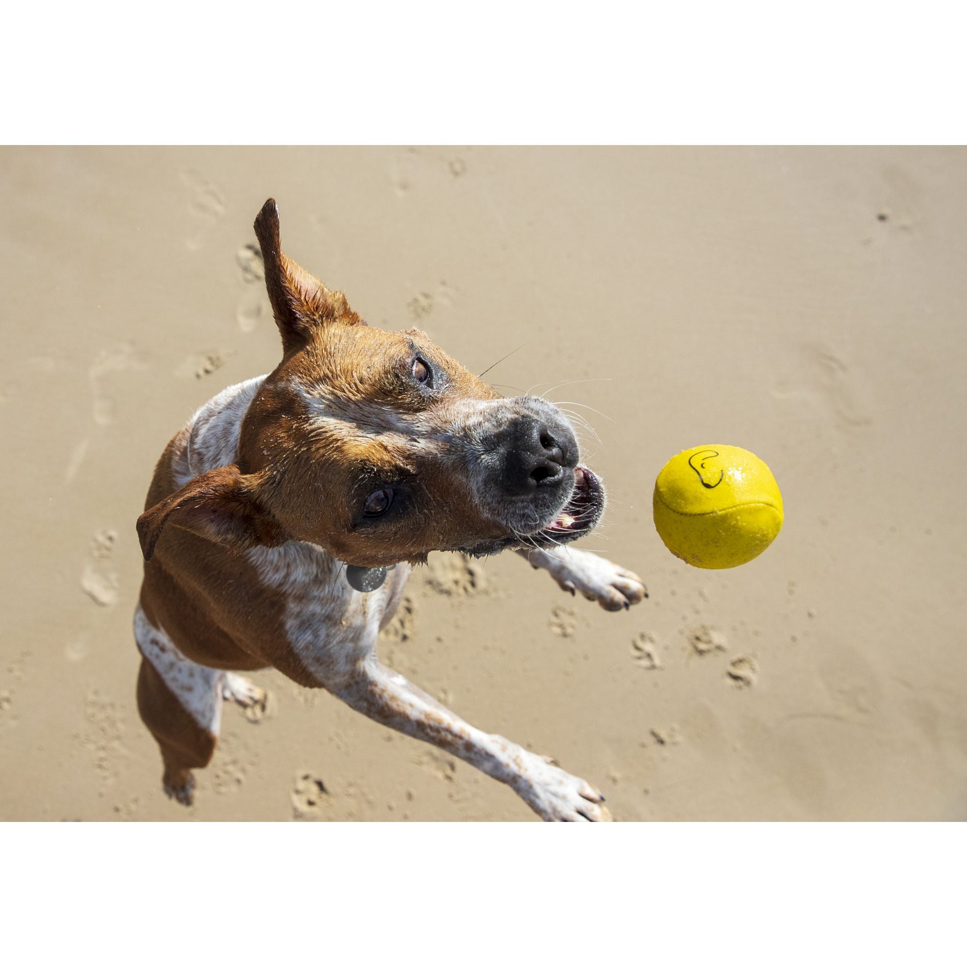 Waboba Woofpack Howl Yeah 3 Pack Retrieval Dog Toys