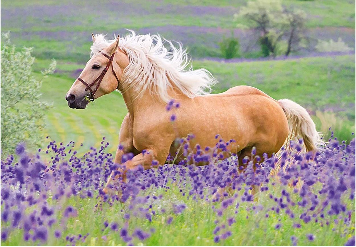 Ravensburger Horse Friends Puzzle 2X24 Piece