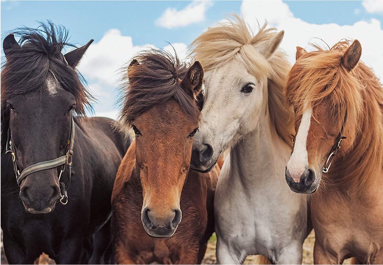 Ravensburger Horse Friends Puzzle 2X24 Piece